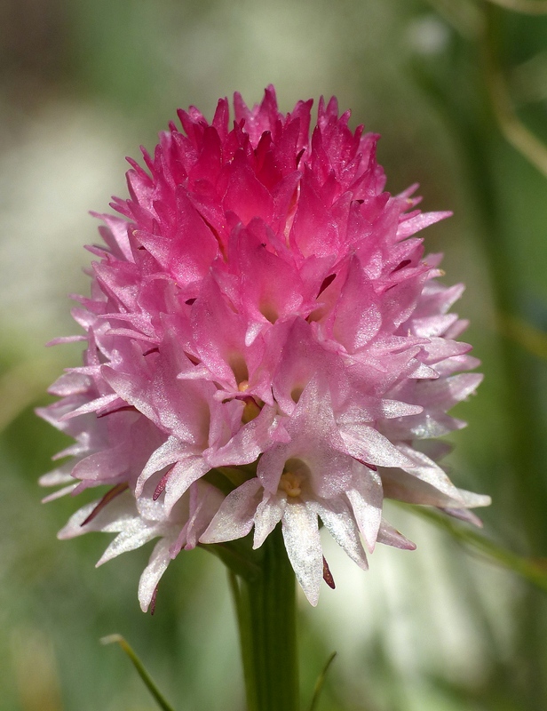 Nigritella corneliana nella splendida e selvaggia Val Maira (CN) luglio 2024.